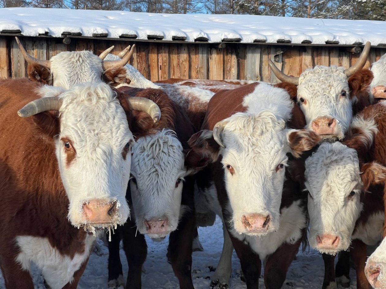 Буренкам может не хватить кормов Минсельхозпрод РБ