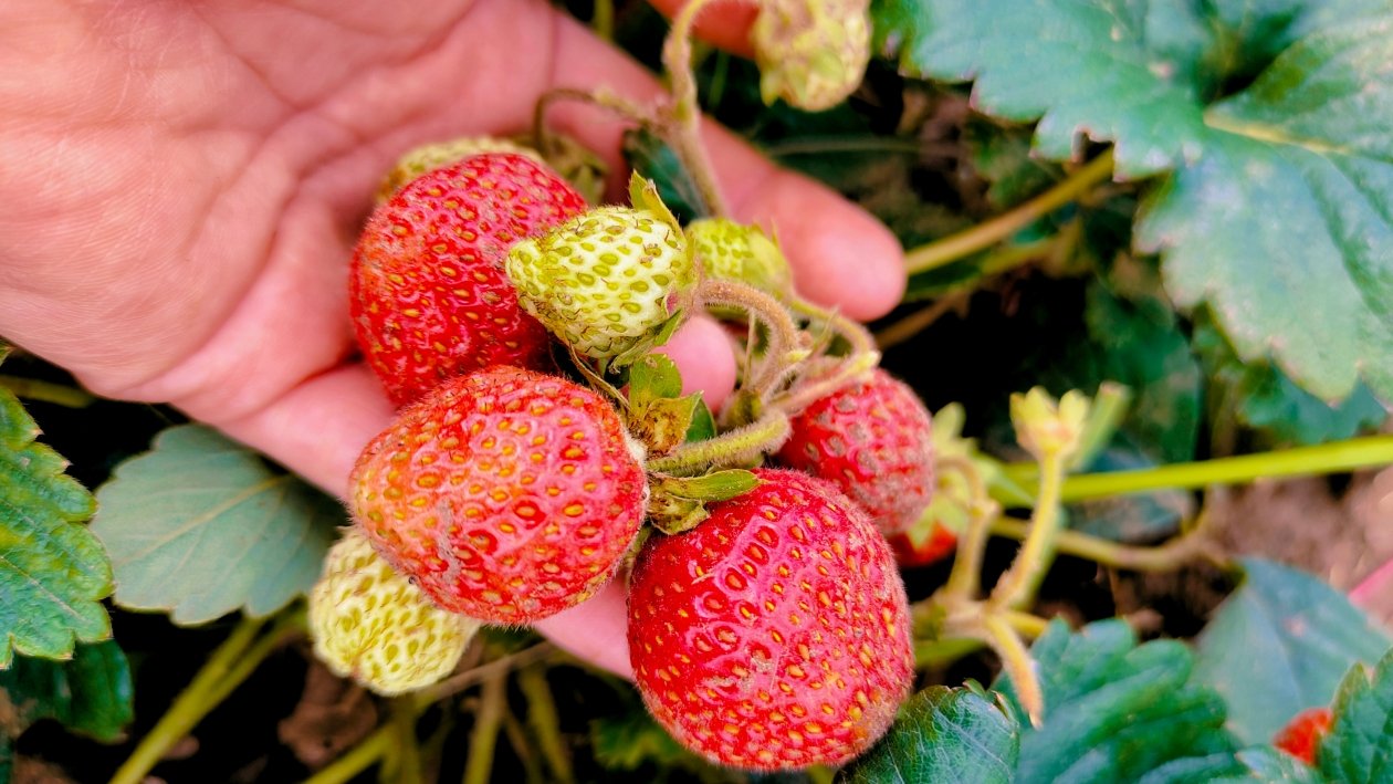 Клубника Автора