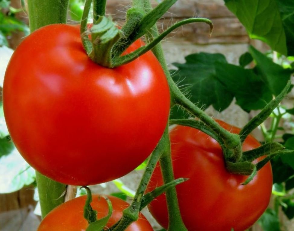 Тематическая иллюстрация pxhere.com