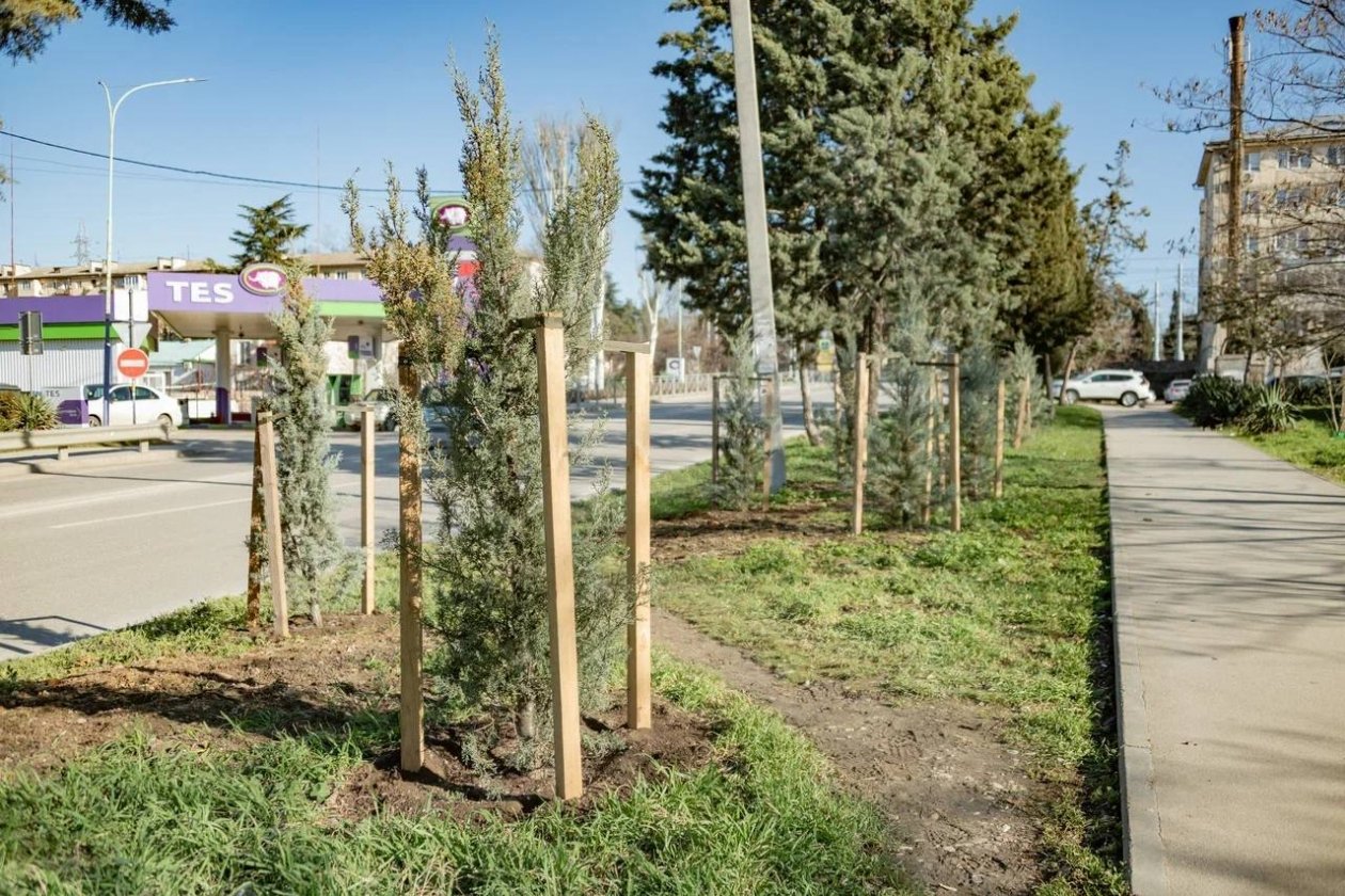 Молодые деревья сажают в Севастополе Соцсети М. Развожаева