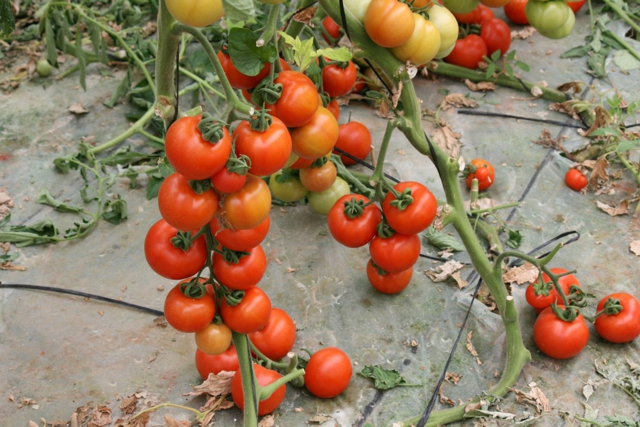 Тематическое фото unsplash.com