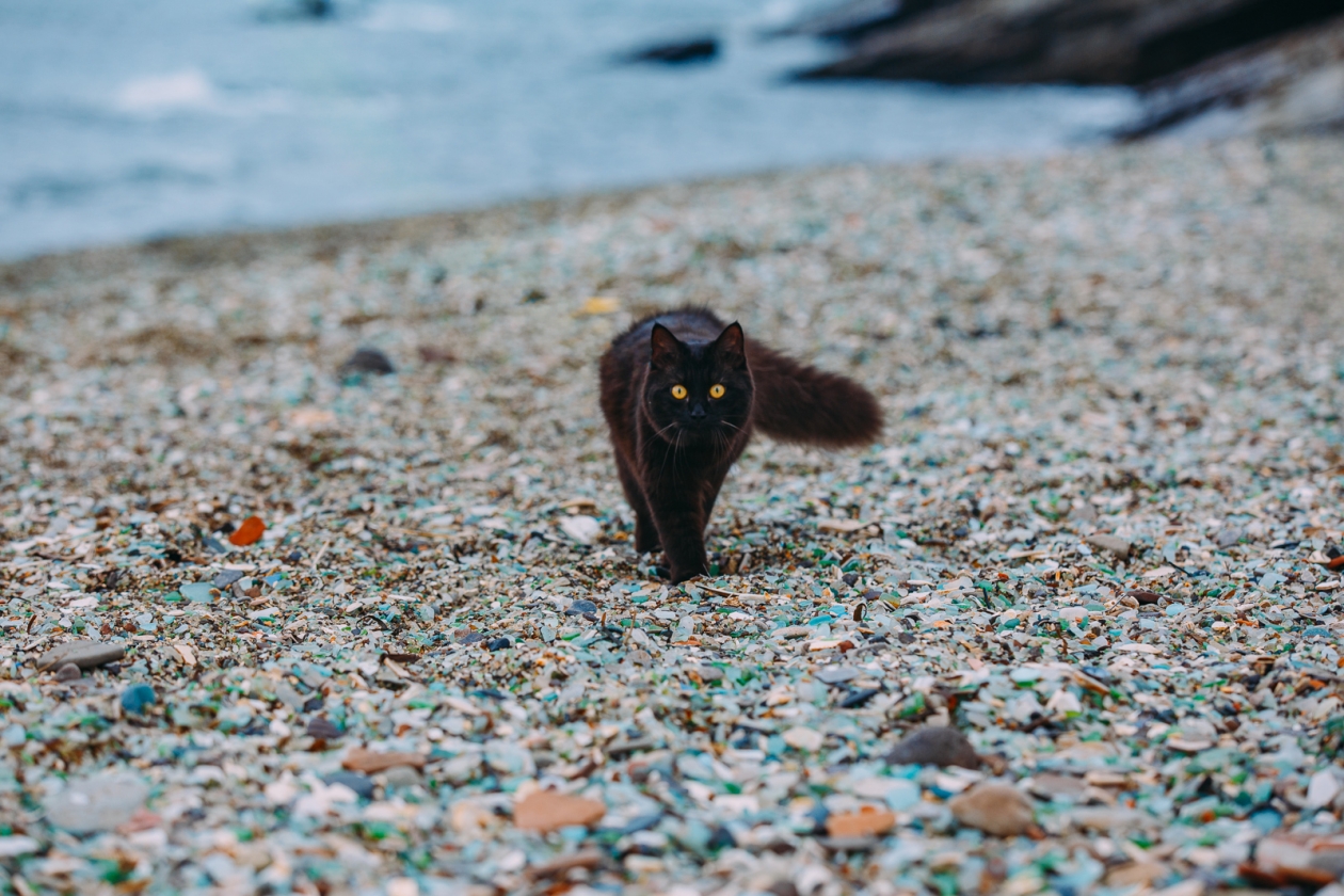 кот, кошка, море, пляж лето, отпуск, солнце, хорошая погода, купающиеся, бухта Стеклянная Мария Смитюк, ИА PrimaMedia