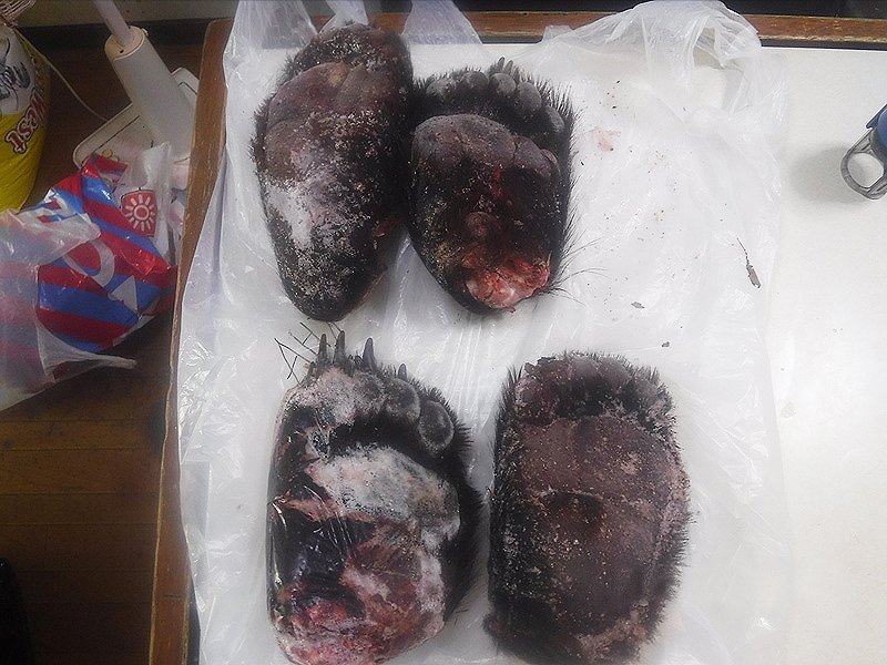 Лапы гималайского медведя обнаружили сахалинские таможенники на морском судне из Кореи пресс-служба сахалинской таможни