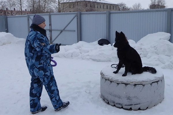 Щенки немецкой овчарки из ИК-11 Хабаровского края отправились служить на Сахалин Пресс-служба УФСИН России по Хабаровскому краю