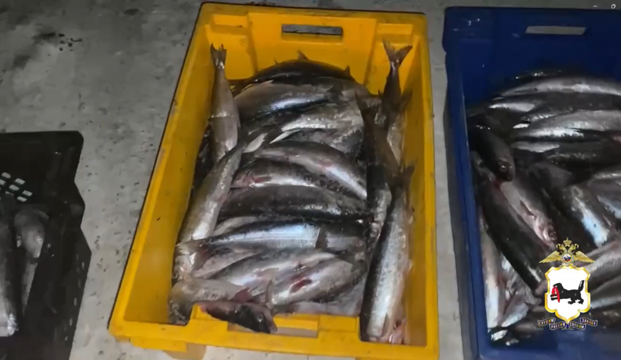 Более 500 штук незаконно выловленного омуля изъяли на Байкале Пресс-служба ГУ МВД России по Иркутской области