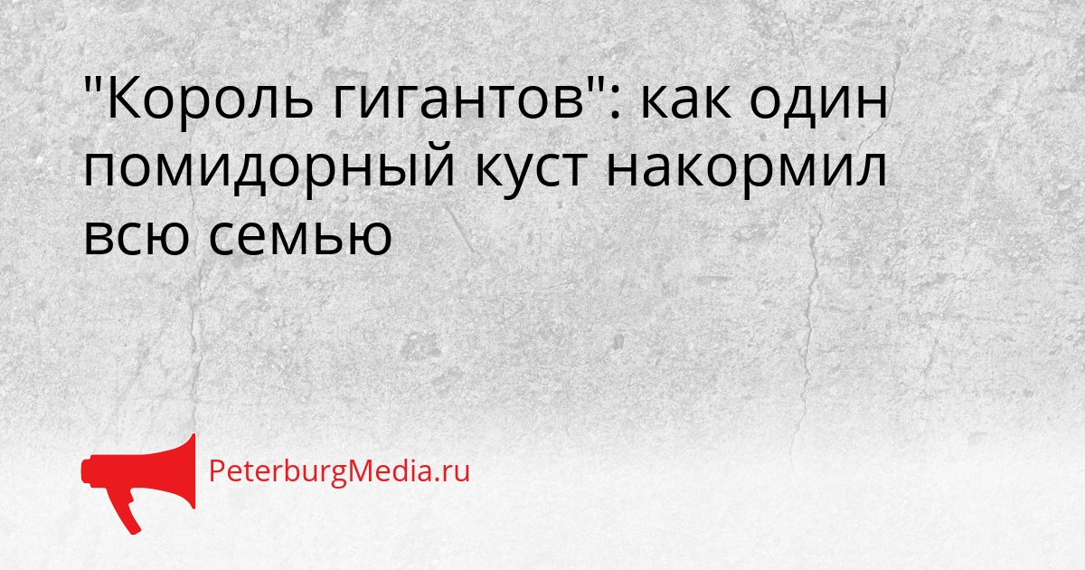&quotКороль гигантов&quot: как один помидорный куст накормил всю семью Сгенерировано
