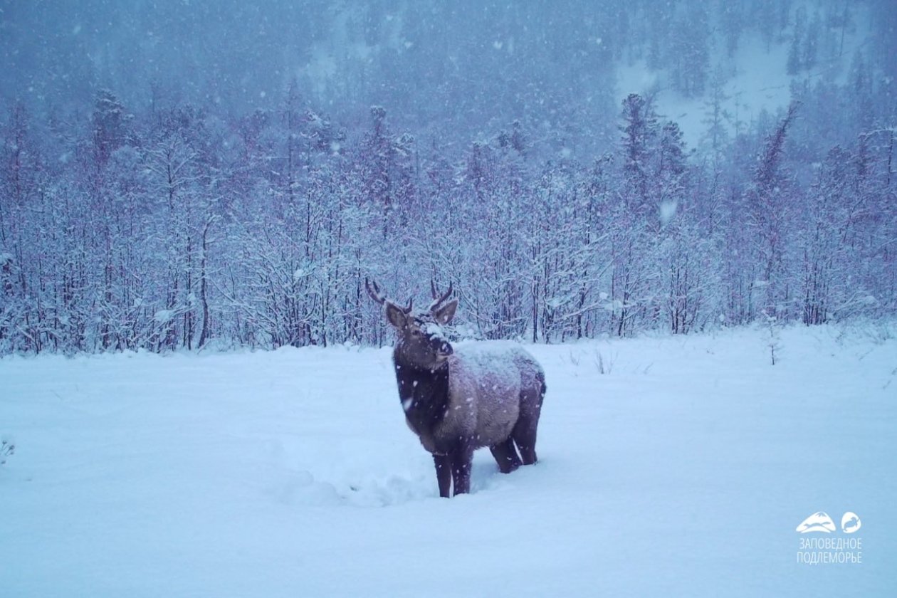 Массивный изюбрь попал в объектив фотоловушки в заказнике на побережье Байкала тг-канал (18+) &quotЗаповедное Подлеморье