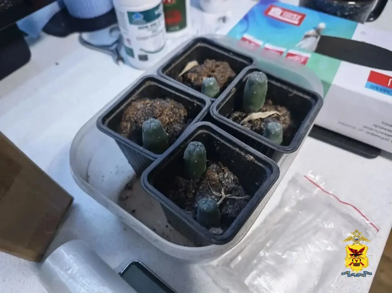 Кактусы полиция Забайкалья