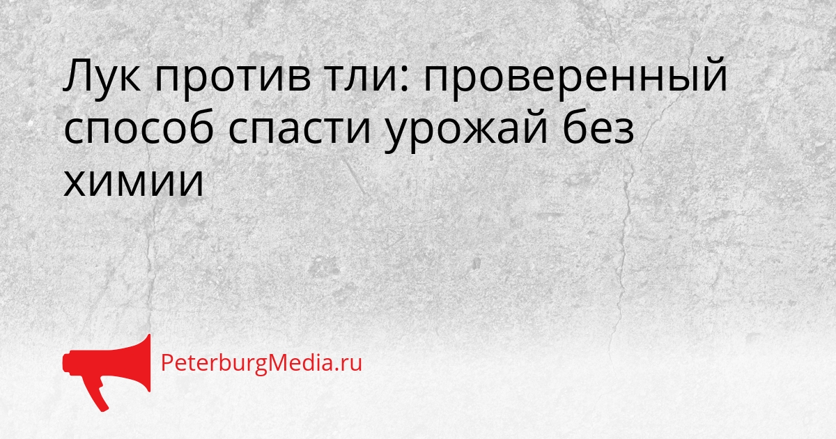 Лук против тли: проверенный способ спасти урожай без химии Сгенерировано