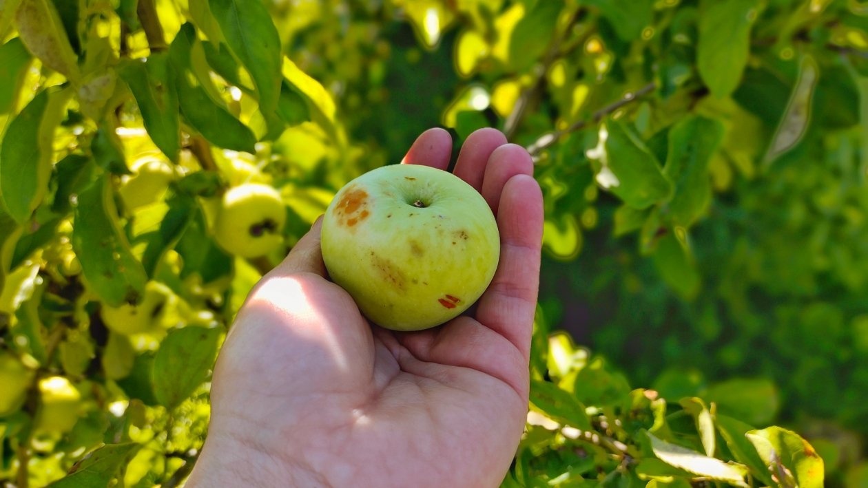 Яблоня Автора