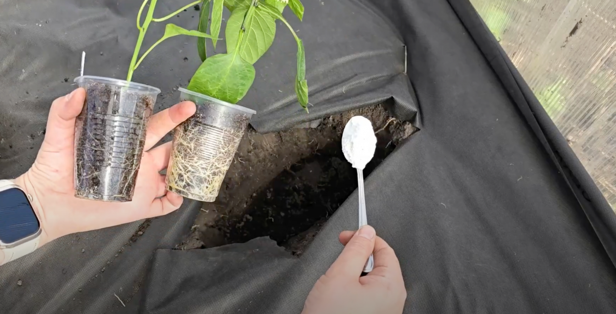 Бросаем 3 ложки в лунку - перцы коренастые и без гнили: растут даже в Сибири скриншот видео с дзен-канала &quotЦветочные советы от Елены&quot (12+)