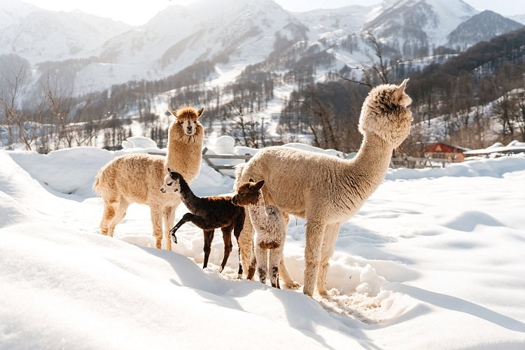 Три детеныша альпак с необычным окрасом родились в Сочи пресс-служба горнолыжного курорта &quotРоза Хутор&quot 
