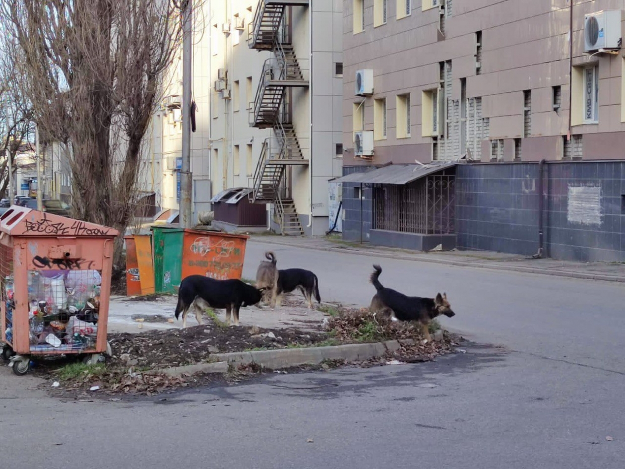 ИА Stavropol.Media