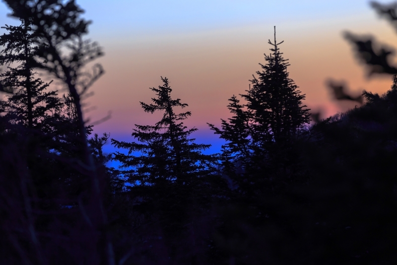 Тайга Александр Хитров, ИА PrimaMedia