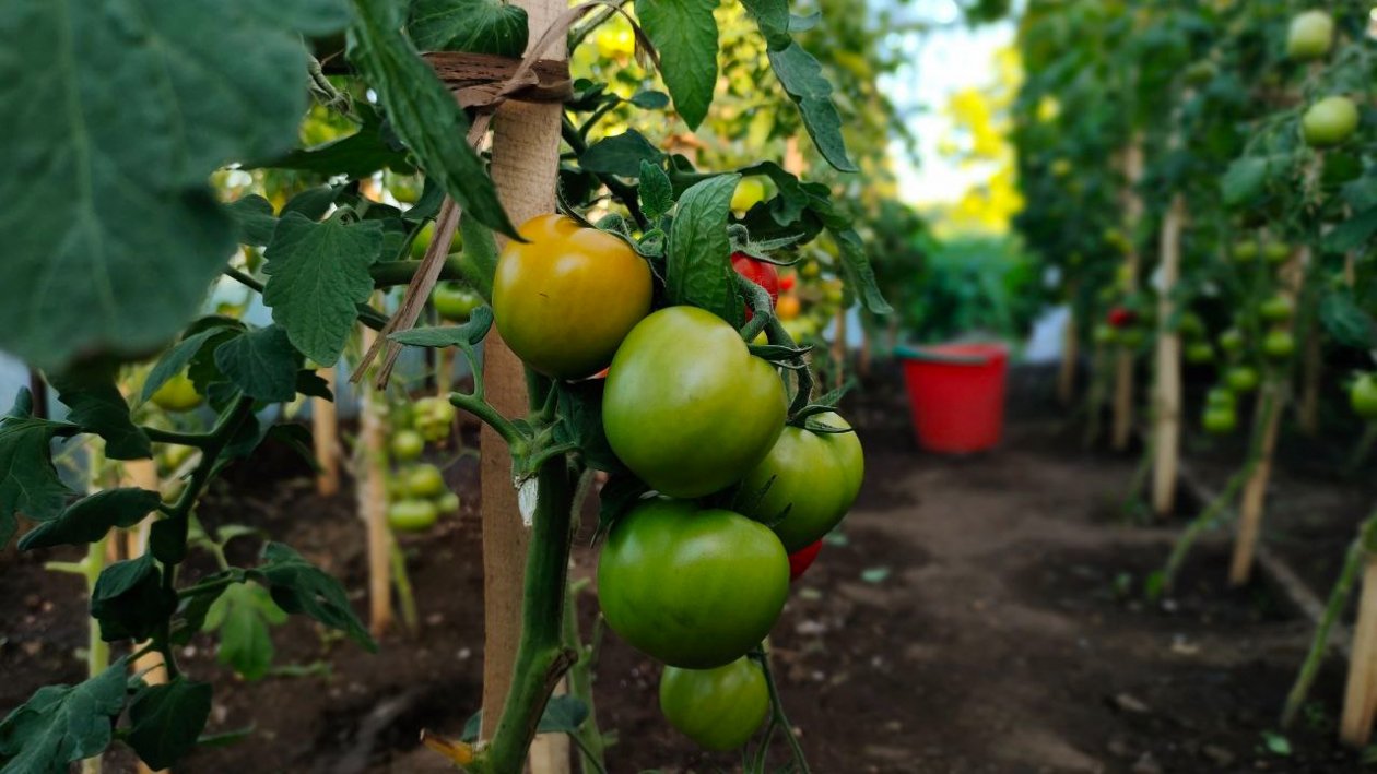 Томаты Автора