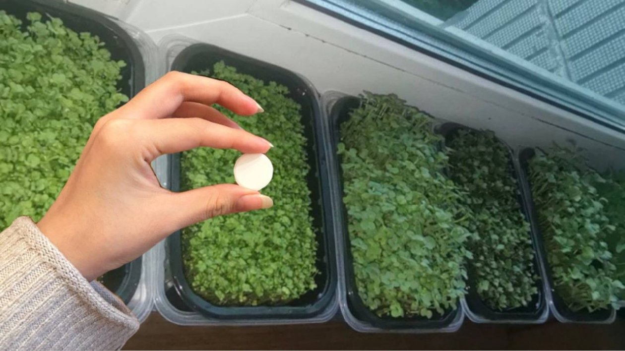 Крошу таблетку в воду и поливаю - вся рассада прет щеткой: без фитолампы и удобрений ИА KrasnodarMedia