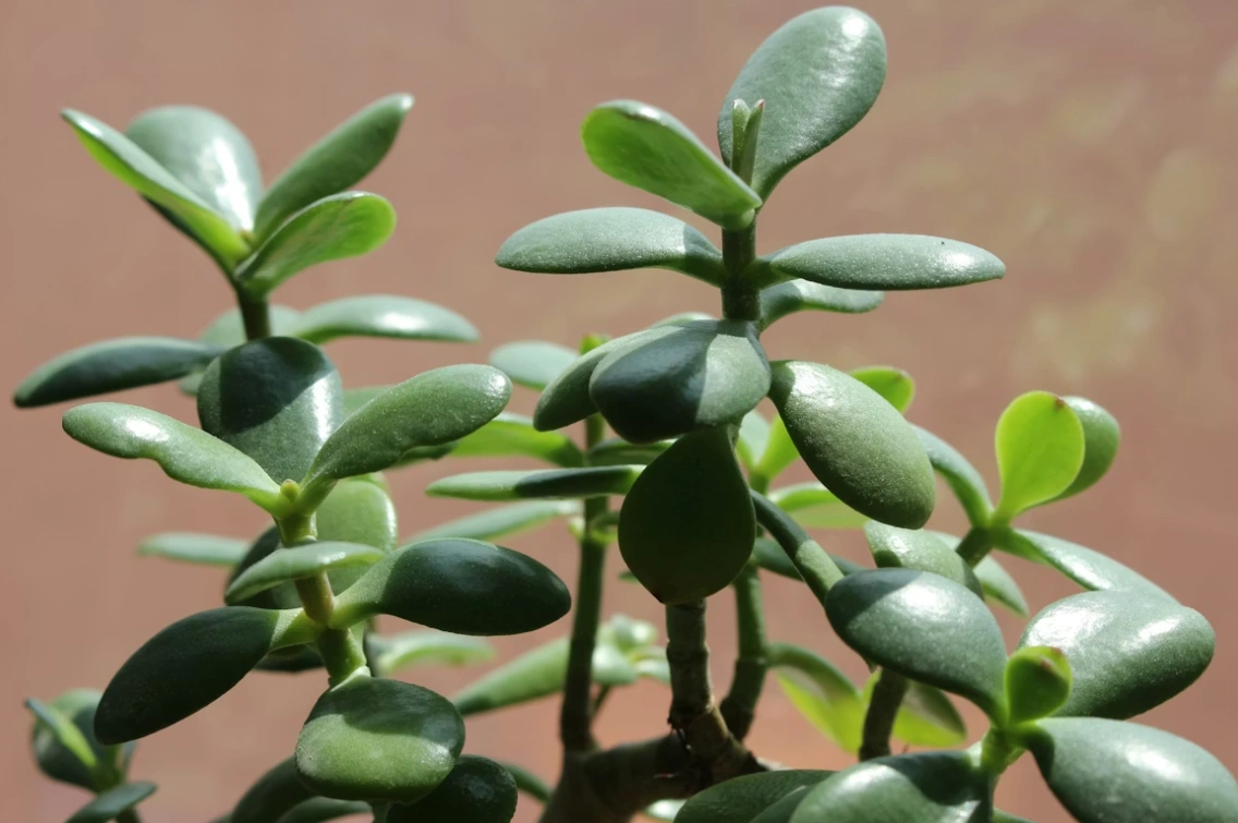 Растворяю 1 таблетку в воде - и толстянка рванула в рост на 200%: даже сухая и чахлая палка оживает unsplash.com (18+)