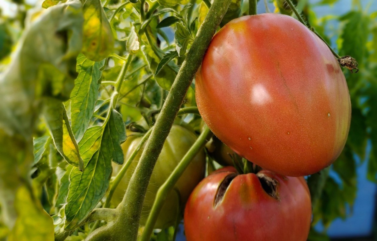 Cкупаю эти семена пачками: агроном назвала перспективный сорт томатов - плоды по 500 гр, совсем не болеет ИА KrasnodarMedia
