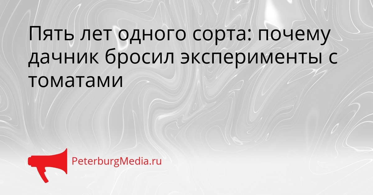 Пять лет одного сорта: почему дачник бросил эксперименты с томатами Сгенерировано