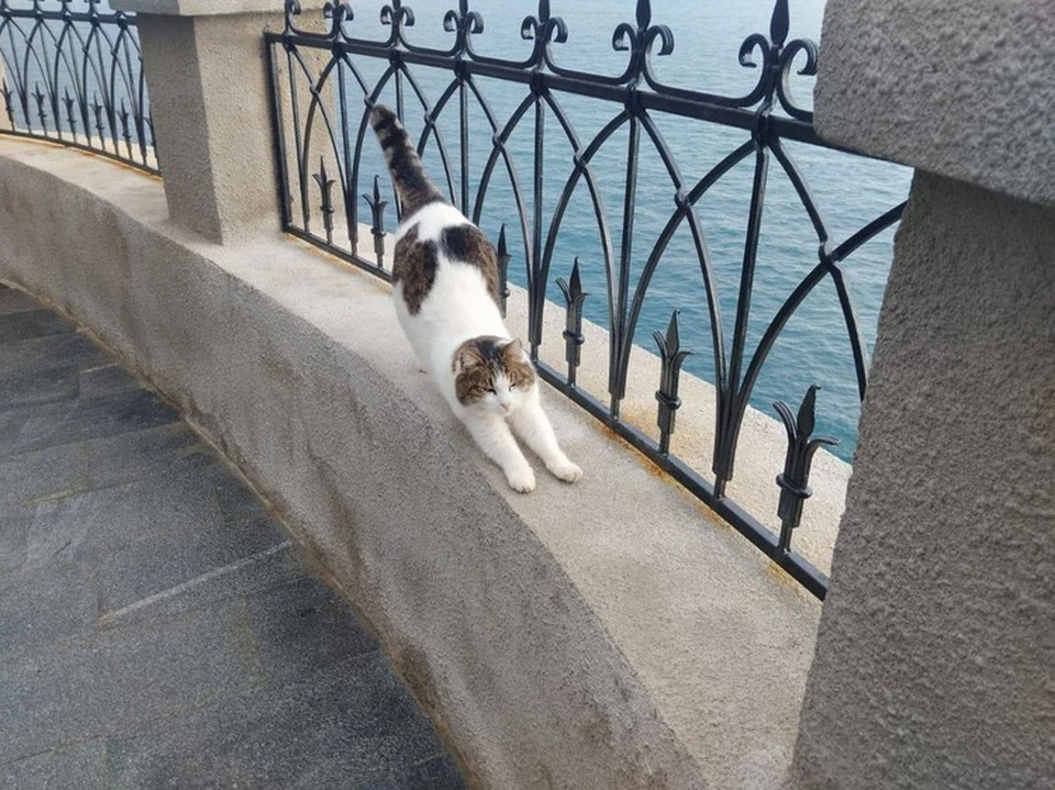 TГ-канал (18+)  мэра Ялты Янины Павленко