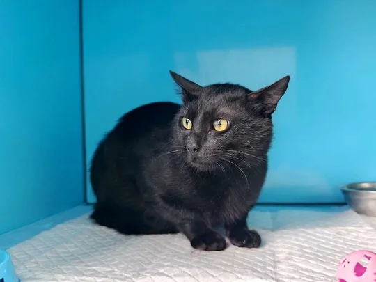 Новороссийская таможня