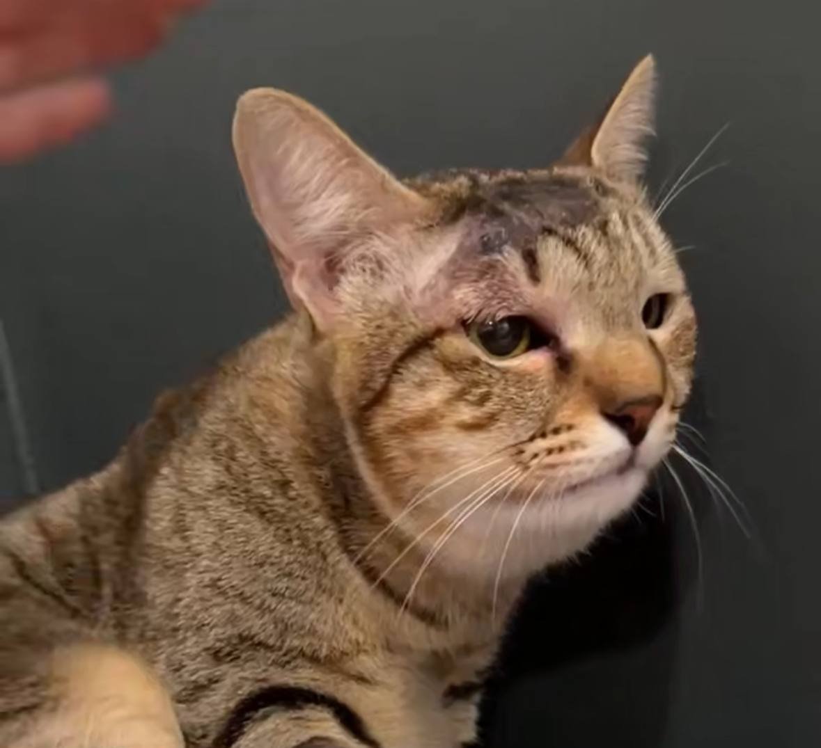 Скриншот из соцсетей хозяйки