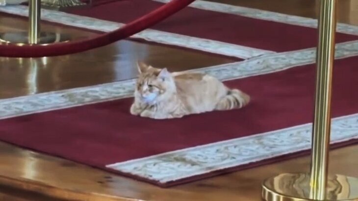 ТГ-канал SHOT (18+)