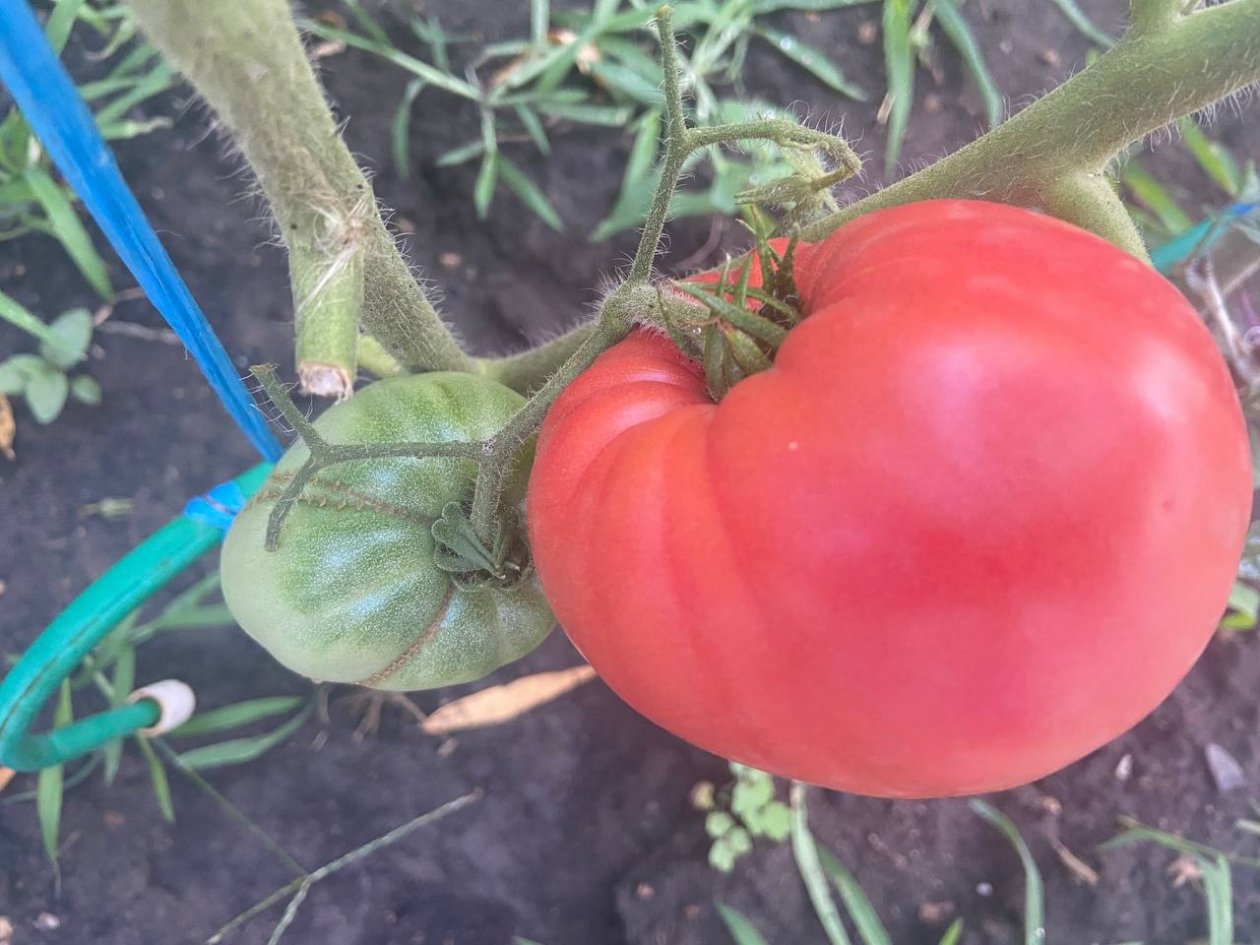 &quotБычье сердце&quot отдыхает: мудрые дачники сажают такие 4 сорта томатов - мясистые, сладкие и большие ИА KrasnodarMedia