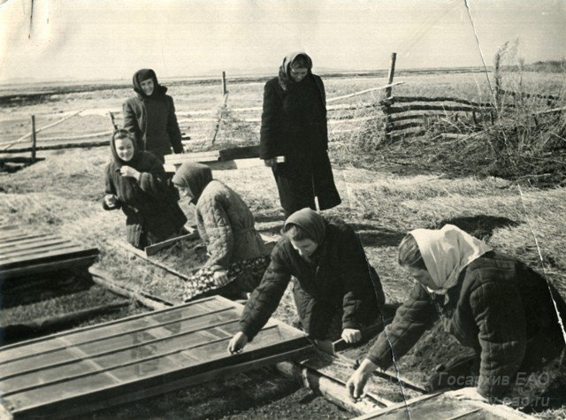 Сельскохозяйственная артель им. Кирова Ленинского района. . 1958 год Госархив ЕАО