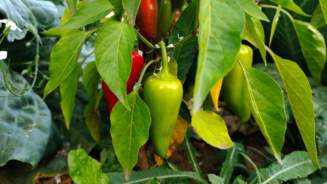 Пышные кусты и богатый урожай: садовод объяснил, когда сеять перцы и баклажаны ИА KrasnodarMedia