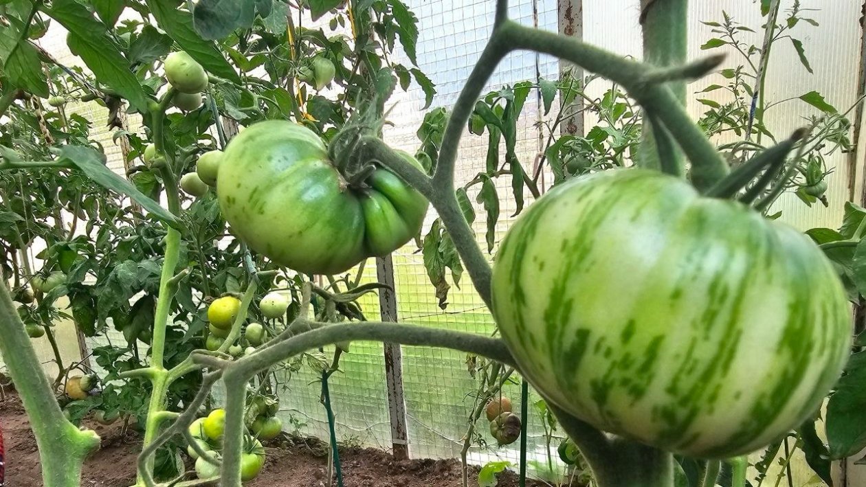 Толстенькая рассада помидоров без лишних хлопот: огородники скрывают этот простой секрет уже 20 лет ИА StavropolMedia