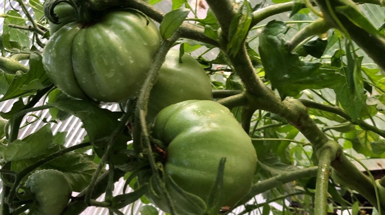 Помидоры, томаты, растения, теплица Артём Дубенчук