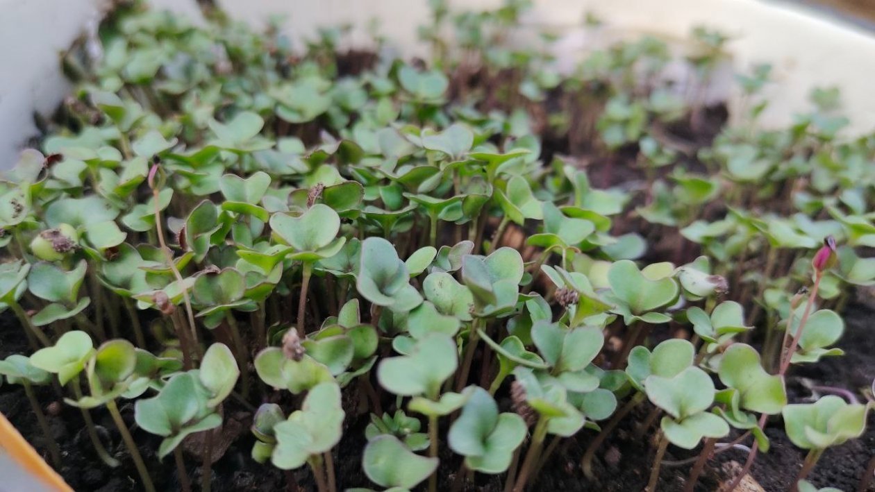 Когда сеять капусту в 2026 году: следую советам агронома - и рассада превращается в мощные, сахарные кочаны ИА KrasnodarMedia