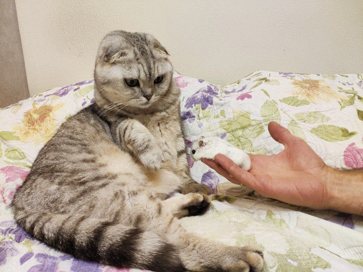 Эти кошки — настоящие гении: ТОП-5 самых умных пород - их интеллект поразит любого ИА Stavropol.Media