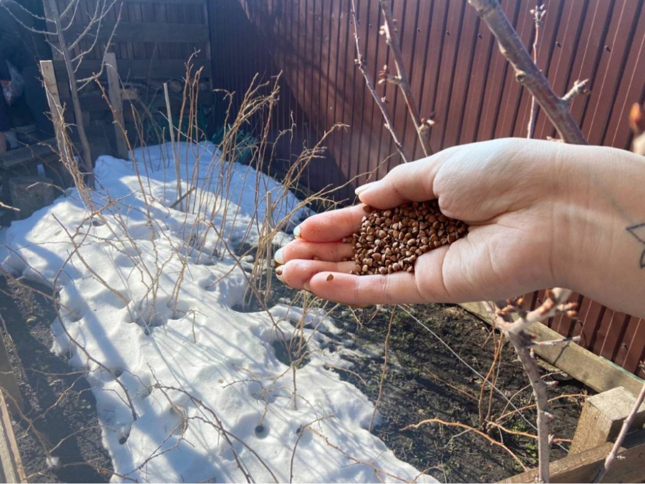 Круче навоза, компоста и сидератов: кидаем даже поверх снега - почва весной как после трактора ИА KrasnodarMedia