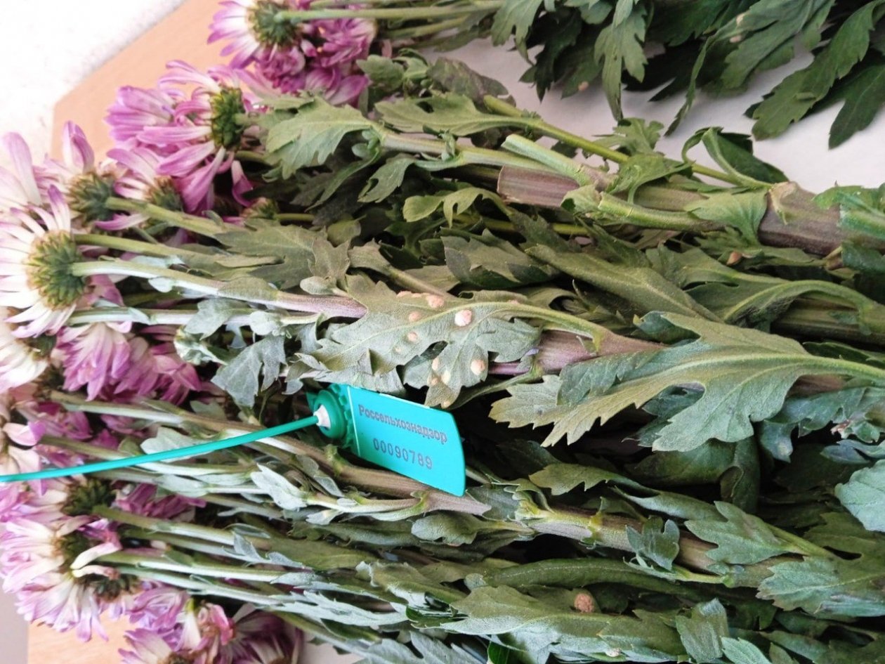 Зараженные цветы не попали в Хабаровский край Приморское межрегиональное управление Россельхознадзора