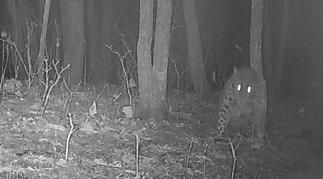 Самка дальневосточного леопарда под номером Leo 168F ночью Пресс-служба национального парка &quotЗемля леопарда&quot