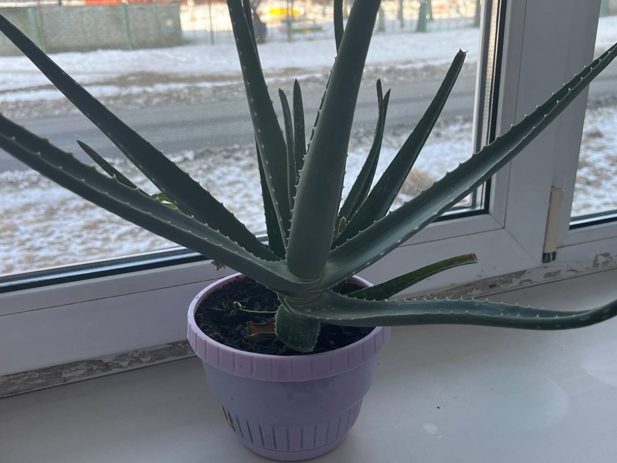 Тематическое фото Антонина Курилкина ИА PrimaMedia