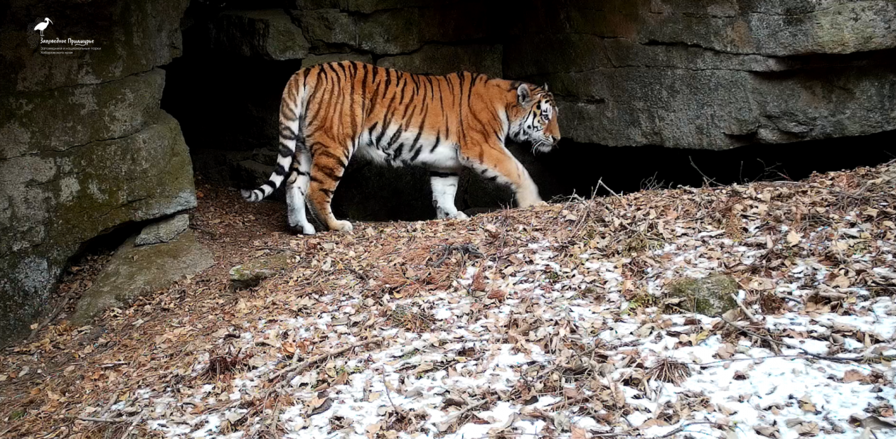 Сын основателя &quotтигриной группировки&quot может занять его место на Хехцире в Хабаровском крае ФГБУ &quotЗаповедное Приамурье&quot