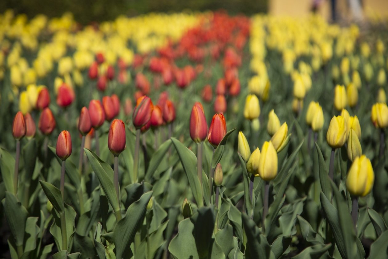 Тюльпаны Артём Хорошилов  , ИА Stavropol.Media