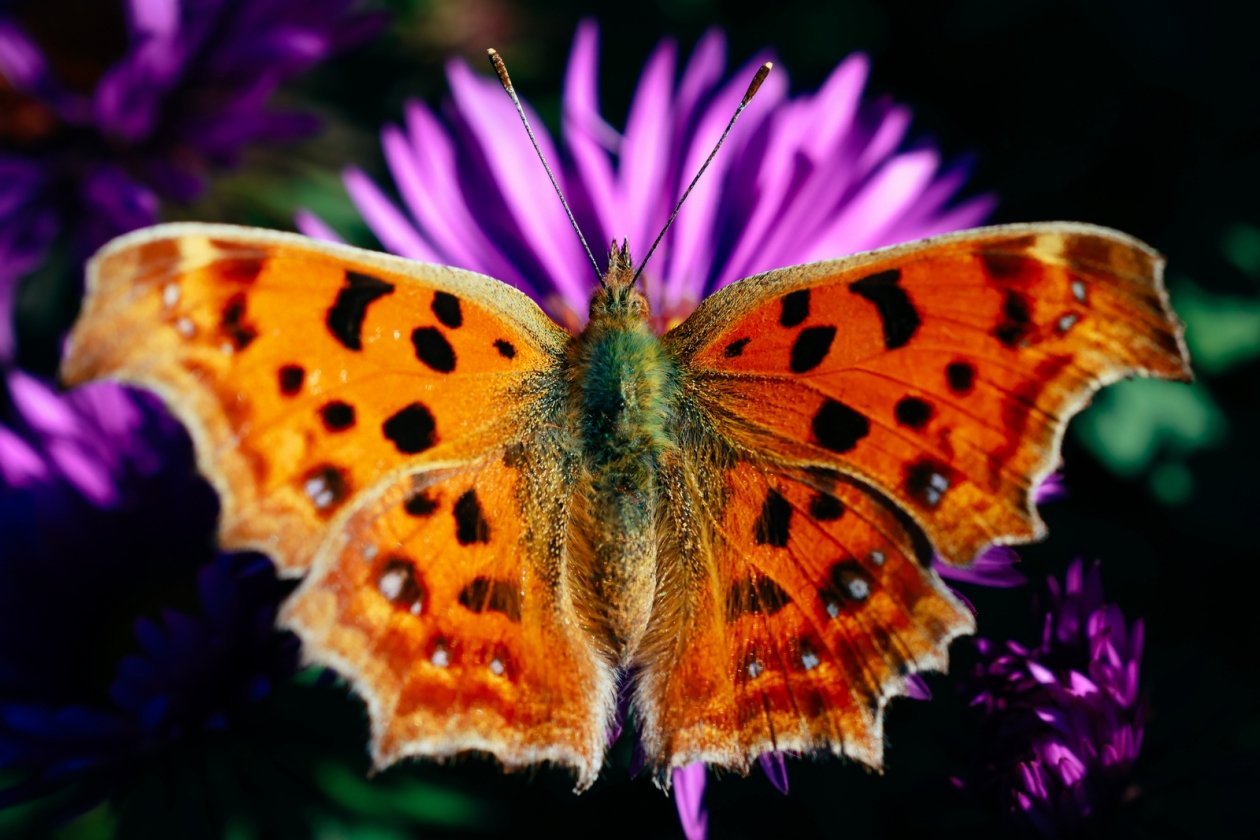 Мария Смитюк, ИА PrimaMedia.ru