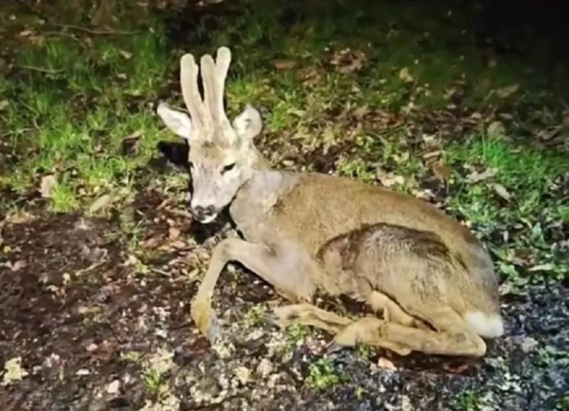 Загнанная бродячими собаками косуля искала спасения у людей в Сочи t.me/npsochi_official