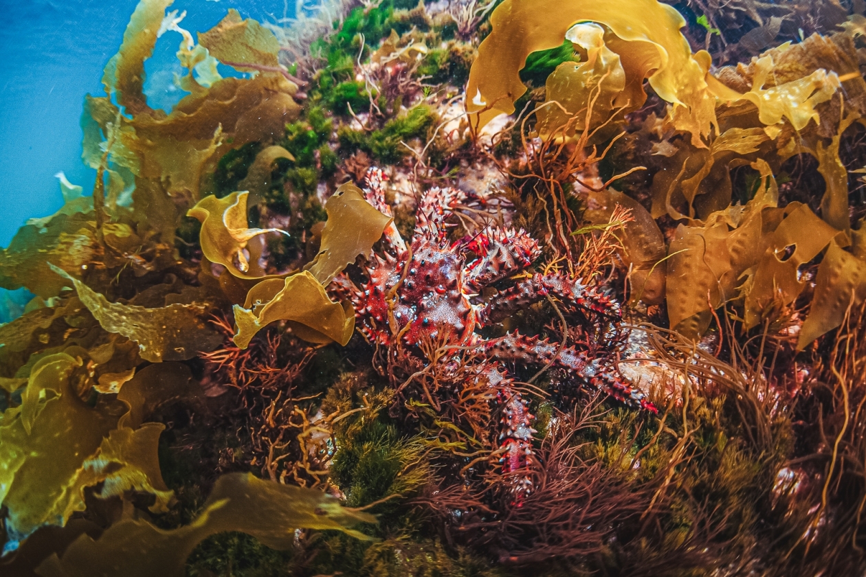 колючий краб, Шантарские острова, Шантары, Охотское море, Хабаровский край, Дальний Восток Мария Смитюк, ИА PrimaMedia