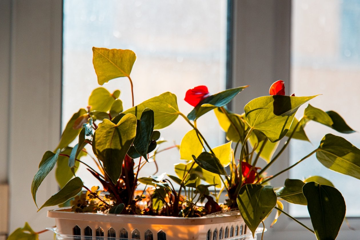 Если сохнут кончики листьев: комнатным цветам в феврале нужна не подкормка, а это - оживут в момент Илья Аверьянов, ИА PrimaMedia.ru