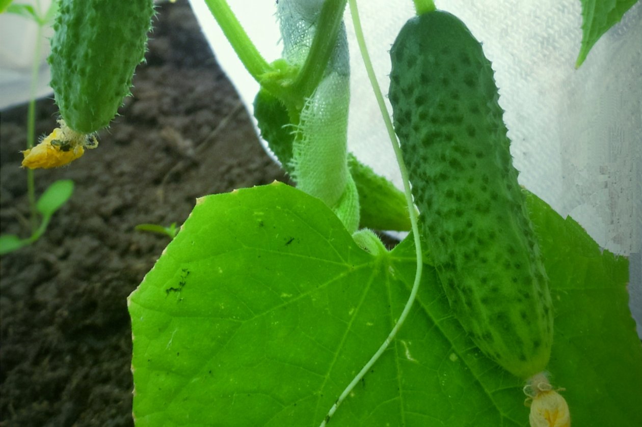 Огурец Автора