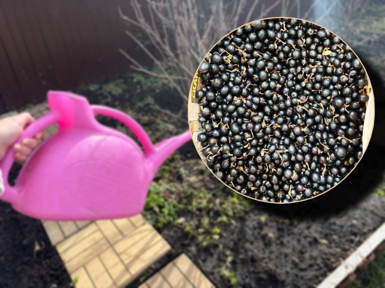 1 кг на восемь кустов - тля убегает вприпрыжку: сладкая смородина идет ящиками ИА KrasnodarMedia