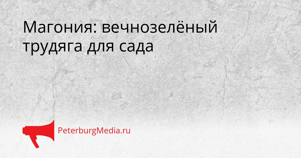 Магония: вечнозелёный трудяга для сада Сгенерировано