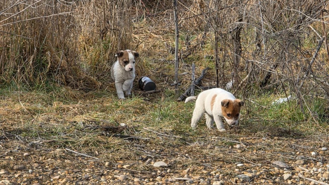 Двух щенков выбросили на оживлённую дорогу в Предгорном округе Ставрополья Соцсети главы Предгорья Николая Бондаренко