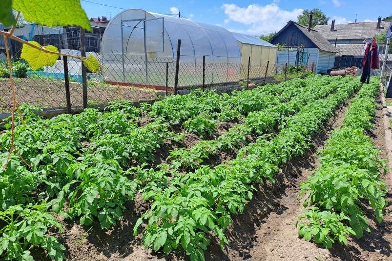 Использую 1 средство и растения не погибают даже в самое засушливое лето Ольга Долгополова, ИА UssurMedia