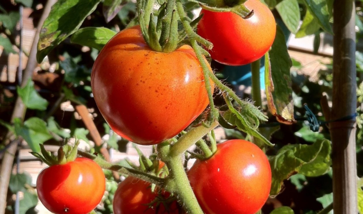 Тематическая иллюстрация pxhere.com